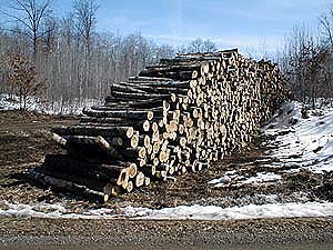 Logging in the Cylon Wildlife Area, March 2001