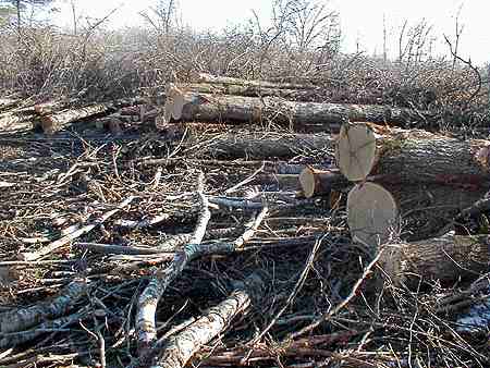 A Log pile in February of 2002.