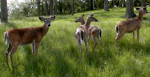 Deer Park's deer on May 25, 2003.