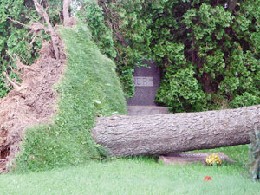 Calvary Tree Uprooted